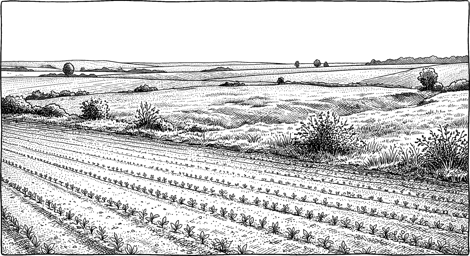 Hedcut illustration of In Hebrew, *sadeh* can mean both tilled ground and open country, like the “field” where the “beasts of the field” live.