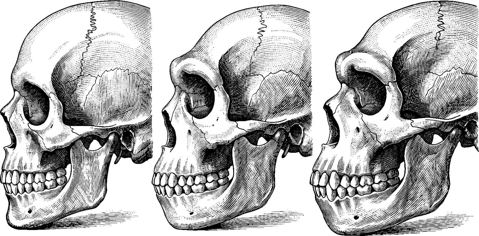 An anatomical engraving comparing three hominid skulls in profile